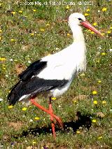 Pjaro Cigea blanca - Ciconia ciconia. Charca del Peasquillo - Valverde del Camino