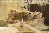 Pjaro Cigea blanca - Ciconia ciconia. Tabernas