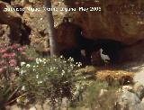Pjaro Cigea blanca - Ciconia ciconia. Tabernas