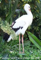 Pjaro Cigea blanca - Ciconia ciconia. Crdoba