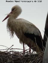 Pjaro Cigea blanca - Ciconia ciconia. La Clereca - Salamanca