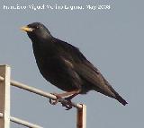 Pjaro Estornino negro - Sturnus unicolor. Navas de San Juan