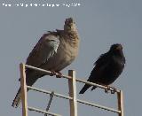 Pjaro Estornino negro - Sturnus unicolor. Navas de San Juan