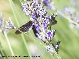 Abeja azul de la madera - Xylocopa violacea. Alas. Las Castaetas - Villacarrillo