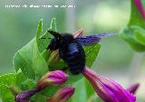 Abeja azul de la madera - Xylocopa violacea. Los Villares