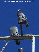 Pjaro Paloma brava - Columba livia. Higuera de Calatrava