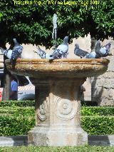 Pjaro Paloma brava - Columba livia. Plaza Vzquez de Molina - beda