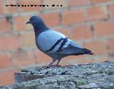 Pjaro Paloma brava - Columba livia. Navas de San Juan