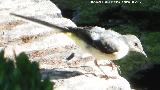 Pjaro Lavandera - Motacilla alba. Alhambra - Granada