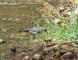 Pjaro Lavandera - Motacilla alba. Segura