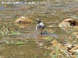 Pjaro Lavandera - Motacilla alba. Segura