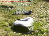 Pjaro Lavandera - Motacilla alba. Los Caones. Los Villares