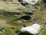 Pjaro Lavandera - Motacilla alba. Los Caones. Los Villares