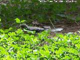 Pjaro Lavandera - Motacilla alba. Pea del Olivar - Siles