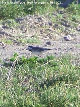 Pjaro Lavandera - Motacilla alba. Tabernas