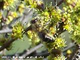 Abeja - Apis mellifica. Arquillos