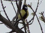 Pjaro Carbonero - Parus major. Baeza