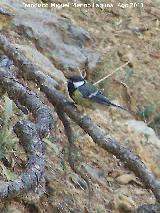 Pjaro Carbonero - Parus major. Prado Maguillo - Santiago Pontones