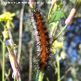 Oruga peluda - Ocnogyna baetica. Arquillos