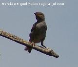 Pjaro Gorrin - Passer domesticus. Navas de San Juan