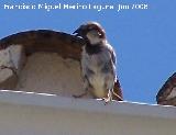 Pjaro Gorrin - Passer domesticus. Los Villares