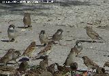 Pjaro Gorrin - Passer domesticus. Linares