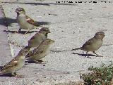 Pjaro Gorrin - Passer domesticus. Linares