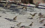 Pjaro Gorrin - Passer domesticus. Linares