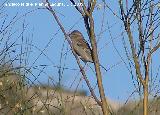 Pjaro Gorrin - Passer domesticus. Hembra. Villanueva de las Torres