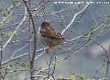 Pjaro Gorrin - Passer domesticus. Andjar