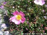 Escaramujo - Rosa canina. Los Villares