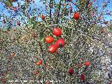 Escaramujo - Rosa canina. San Miguel - Linares