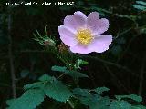 Escaramujo - Rosa canina. Barranco de la Tinaja - Jan