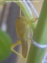 Langosta egipcia - Anacridium aegyptium. Ninfa. Los Villares