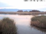 Parque Nacional de Las Tablas de Daimiel. 