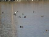 Parque Nacional de Las Tablas de Daimiel. Aves