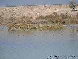 Parque Nacional de Las Tablas de Daimiel. 