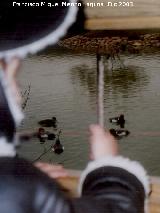 Pjaro Pato colorado - Netta rufina. Tablas de Daimiel