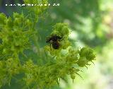 Araa Tomsido - Synaema globosum. Segura