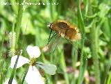 Mosca abeja mayor - Bombylius major. Jan