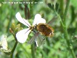 Mosca abeja mayor - Bombylius major. Jan