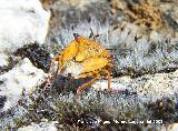 Chinche del Mediterrneo - Carpocoris mediterraneus. Segura