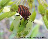 Chinche rayada - Graphosoma lineatum italicum. Segura