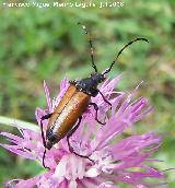 Escarabajo longicorne - Leptura livida. Segura