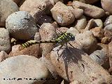 Liblula tigre - Onychogomphus forcipatus. Segura