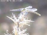 Liblula tigre - Onychogomphus forcipatus. Prados Bajos - Campillo de Arenas