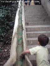 Generalife. Escalera del Agua. 