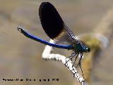 Liblula caballito del diablo - Calopteryx xanthostoma. Segura