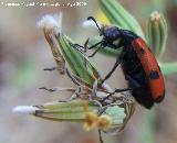 Escarabajo meloideo - Mylabris quadripunctata. Arrollo Maguillo (Santiago Pontones)