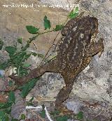 Sapo - Bufo bufo. Segura